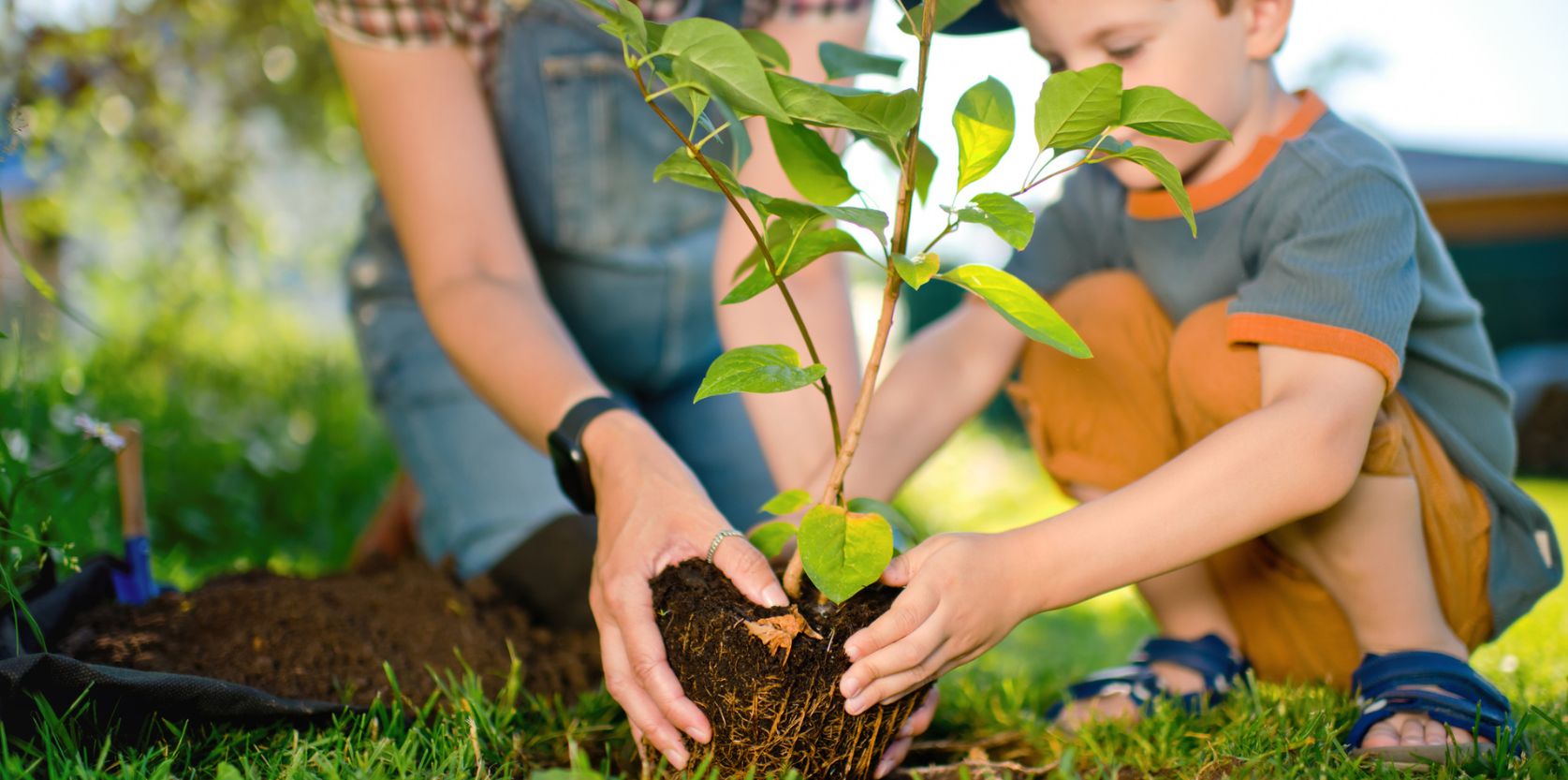 04-5-Reasons-to-Plant-a-Tree-in-Your-Yard_Blog.jpg